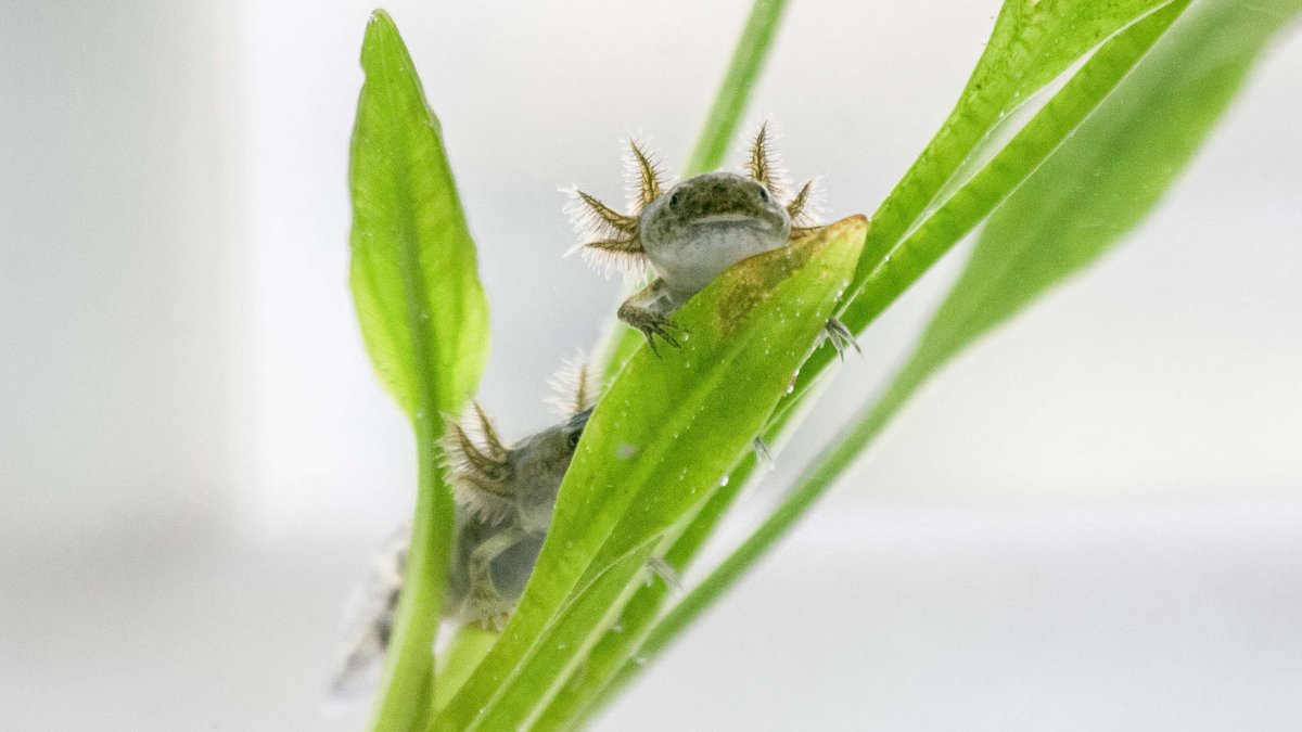 Ferienzeit, Auszeit: Wer Erholung sucht, sollte Axolotl beobachten, meint unser Außenreporter. Mehr Entspannung mit Klick aufs Bild.