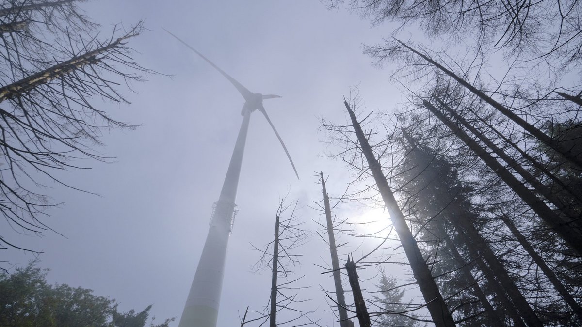 Das Schreckgespenst der Populist:innen bäumt sich im nebligen Schwarzwald auf. Foto: Joachim E. Röttgers