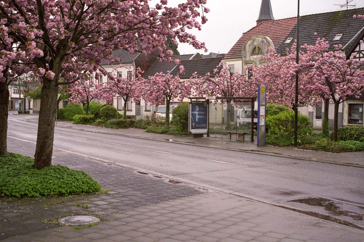 März 2017: Die Kirschbäume am Marktplatz blühen noch, an der Bushaltestelle wartet niemand mehr.
