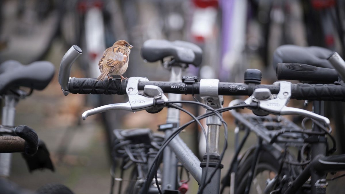 Leider nicht als Scherz gemeint: Wissenschafts-Redakteure wollen das Fahrrad als Klimakiller entlarvt haben. Fotos: Joachim E. Röttgers
