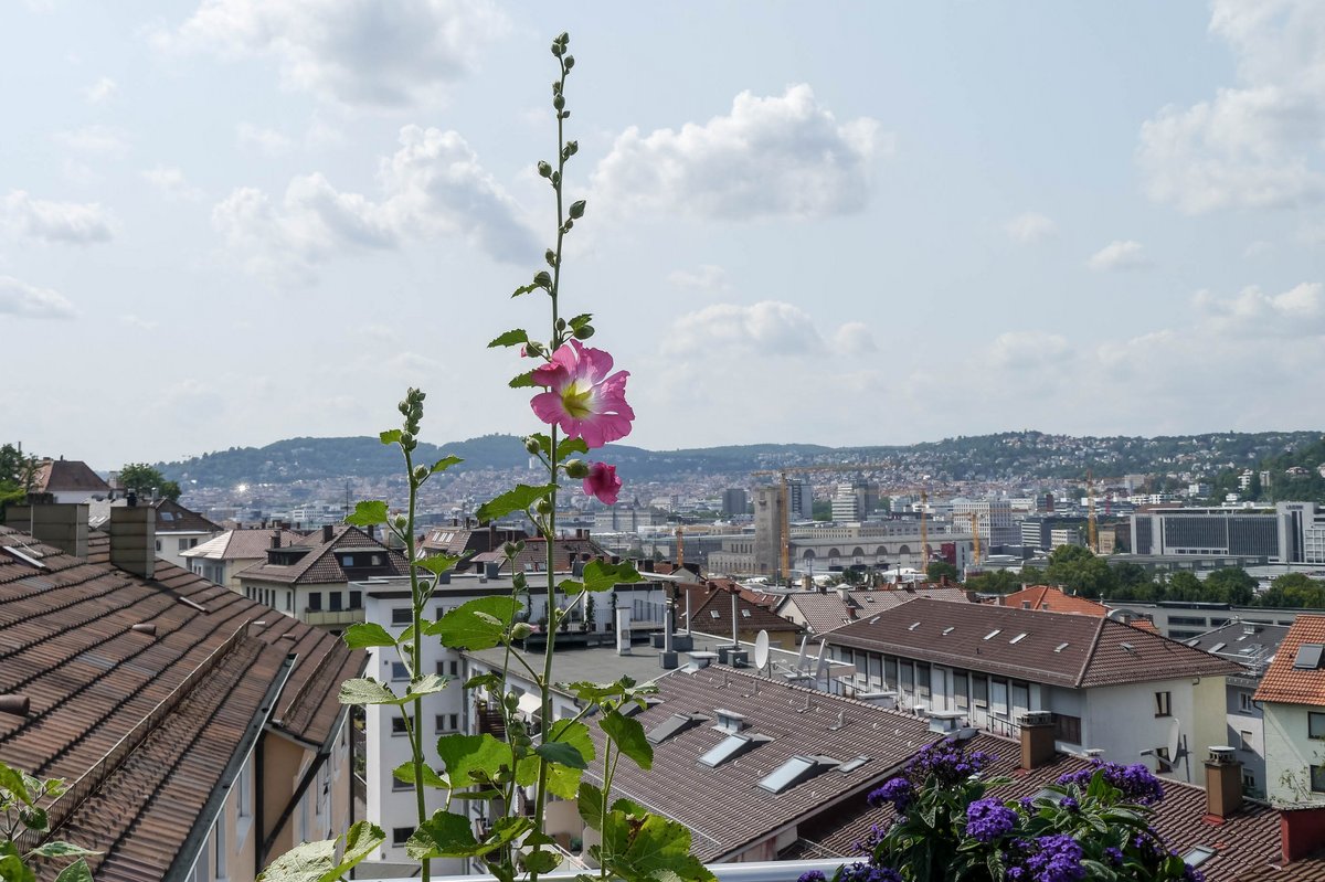 Malvenblüte über den Dächern von Stuttgarts Osten – da rückt auch die S-21-Baustelle in den Hintergrund. Mehr von Balkonien bei Klick auf den Pfeil.