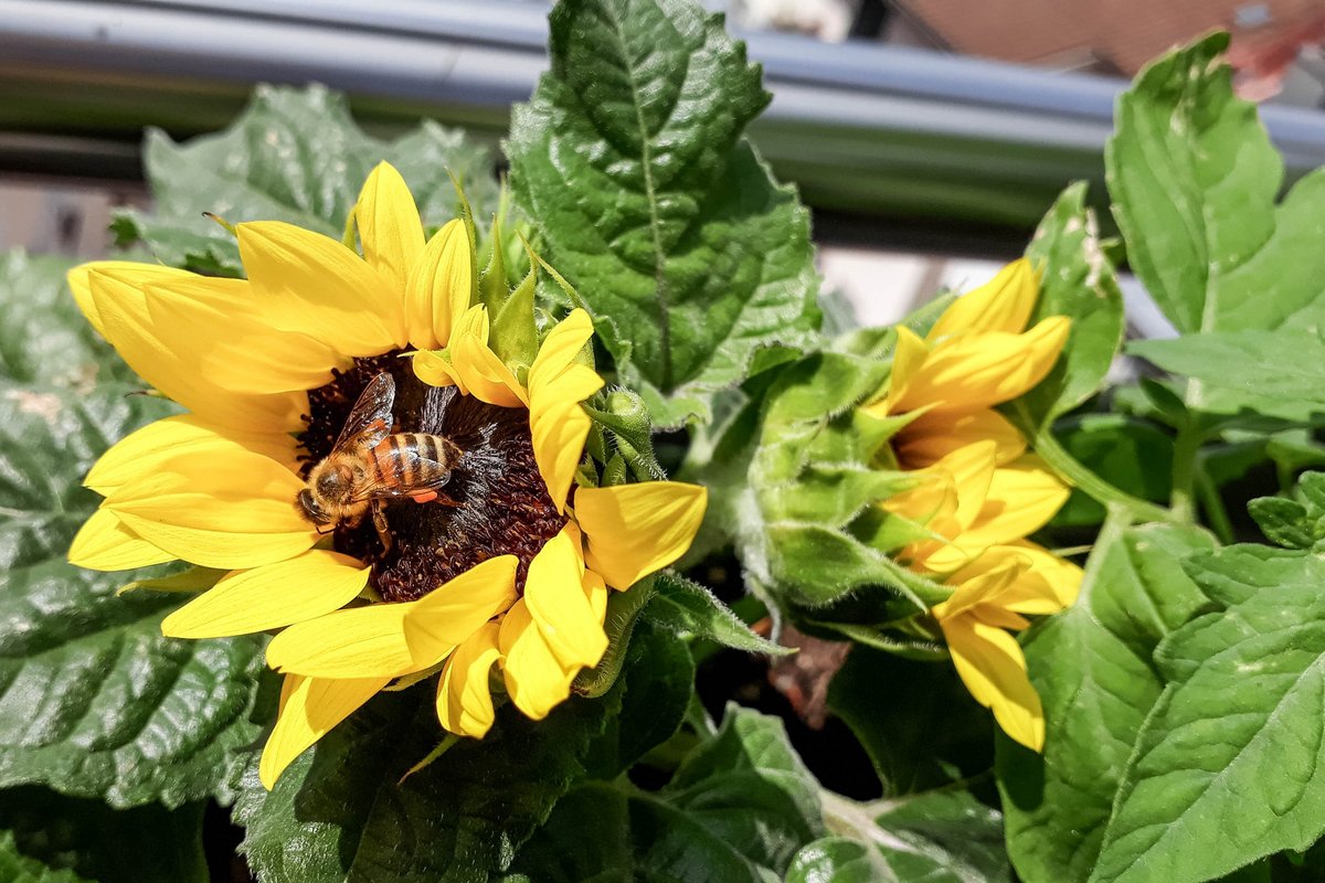 Sonnenblumen mit Biene – einfach goldig: Flora und Fauna auf dem Balkon.